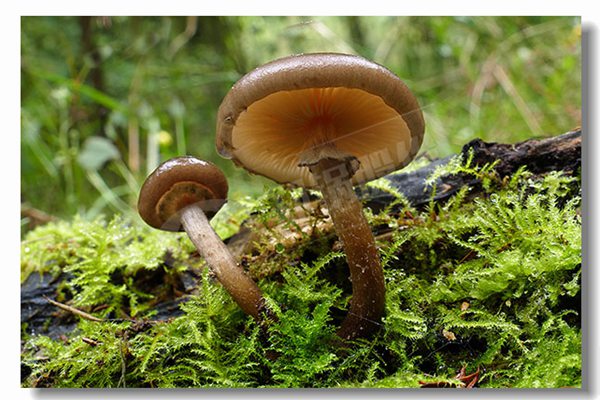 2吨天燃气热水锅炉厂商哪家性价比高？？？？？？